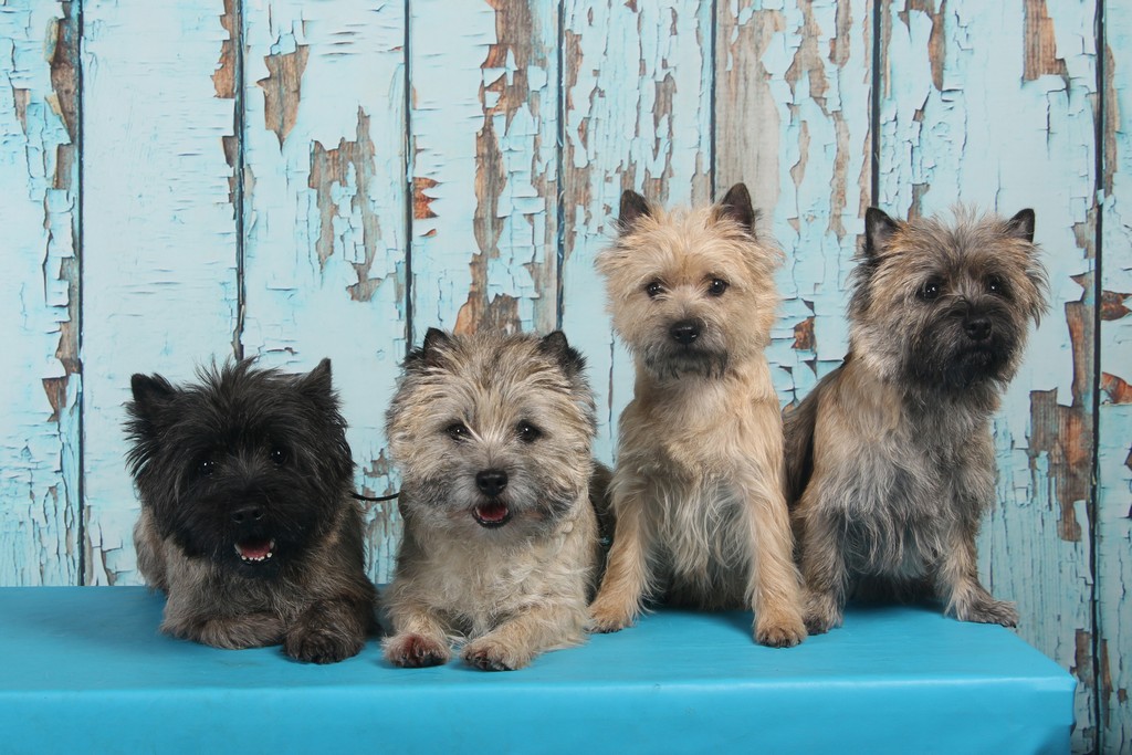 Het hele roedel op de rasspeciale.